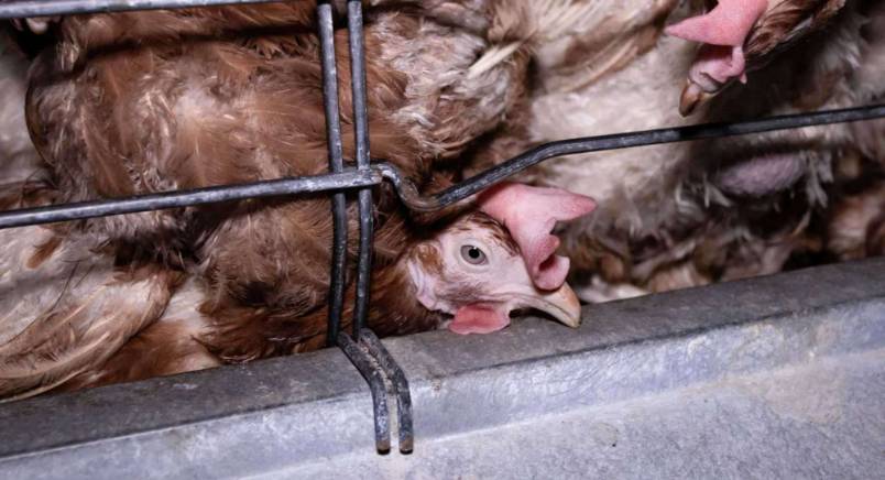 FAIR AND FOWL 2026 FINDS CAGE-FREE SOURCING IS NOW STANDARD PRACTICE AS CORPORATE HOLDOUTS DWINDLE
