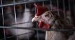 The Open Wing Alliance Calls on CJ Group to Lead South Korea’s Food Industry with a Global Cage-Free Egg Commitment