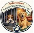 Pilot Program Placing Shelter Dogs in Pet Hotels Until Adoption to Reduce Kennel Stress Selected for I³ Competition
