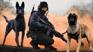 War Dogs