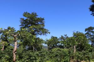 Photo of coffee agroforestry system at CATIE