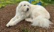 VetStem Cell Therapy Improves Quality of Life in Great Pyrenees with Hip Arthritis