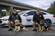 K-9Z Launches K-9 Weapon, Explosive, Cadaver, and Scent Detection Services in North Carolina and surrounding areas