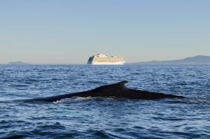 Responsible Cruising: Cruise Lines Are Now Invited to Join in for Safer Whales, Cleaner Air, and a Quieter Ocean 7 California coast is a world-renowned destination for travel, and also a critical habitat for endangered whales.(