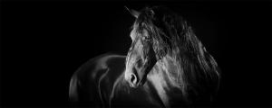 Nocturne, from the Grace Within Shadows series by Photographer Maria Marriott