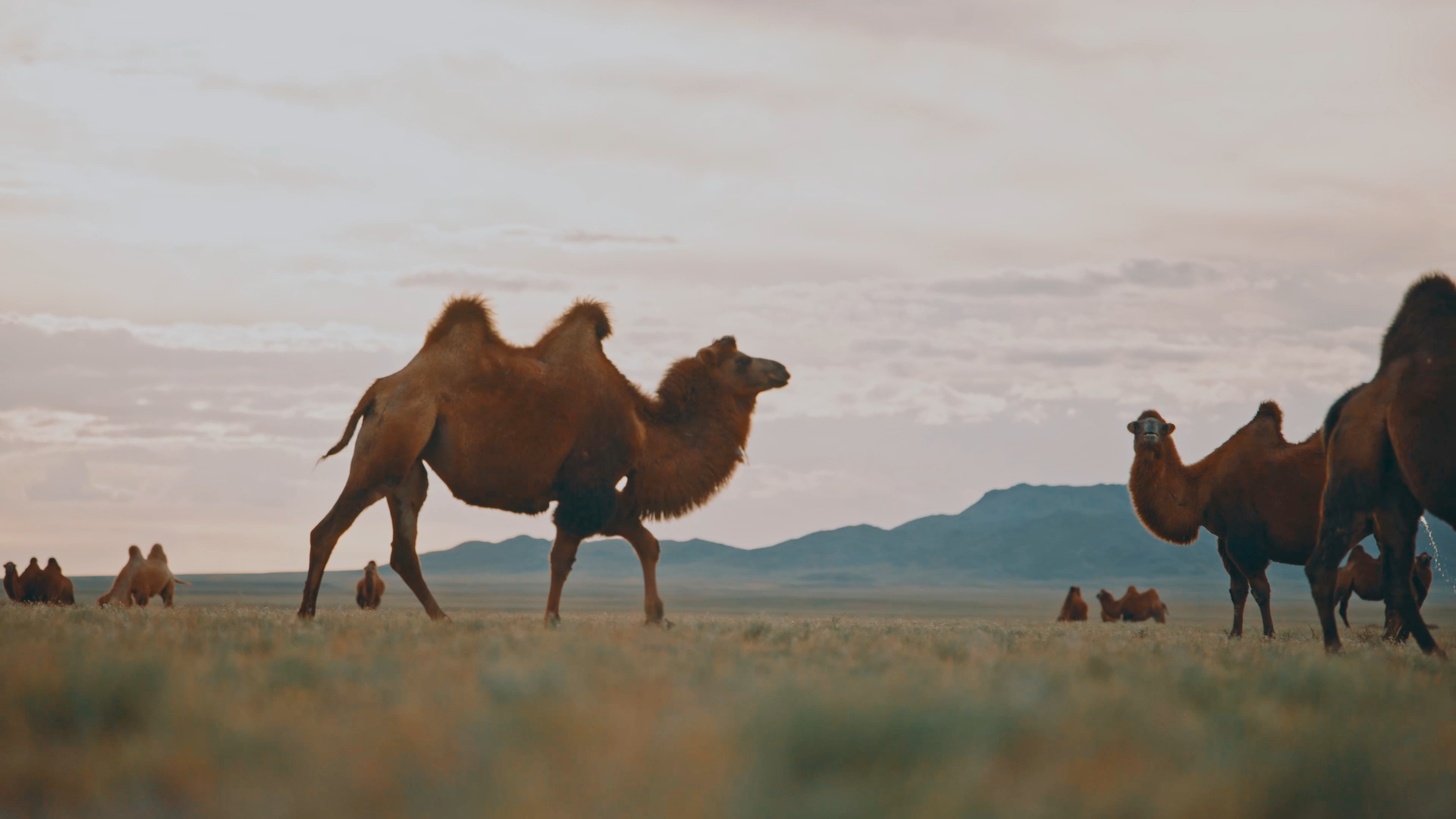 Explorer.Company Launches Fall Self-Drive Tours Timed to Mongolia’s Eagle Hunter and Horse Festivals