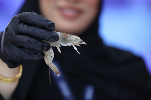 Aquinex at Gulfood 2026 - Shrimps