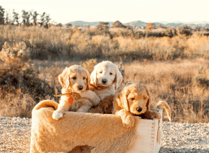 San Diego goldendoodles