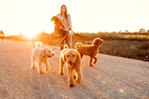 LA goldendoodle breeder
