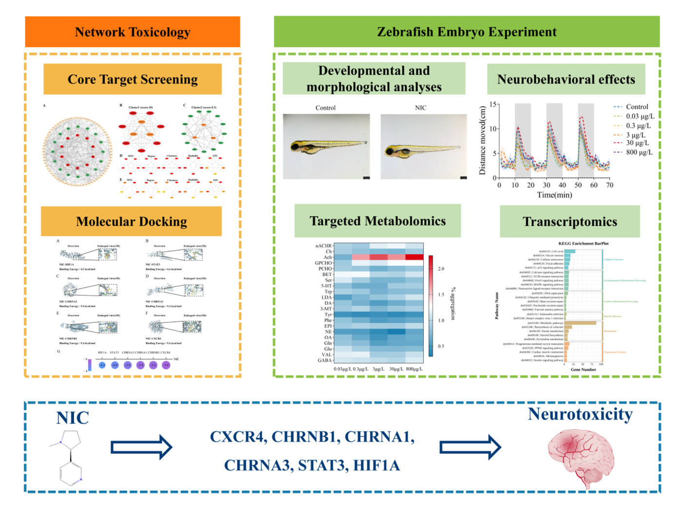 Unlocking the neurotoxic code of environmental nicotine in developing zebrafish
