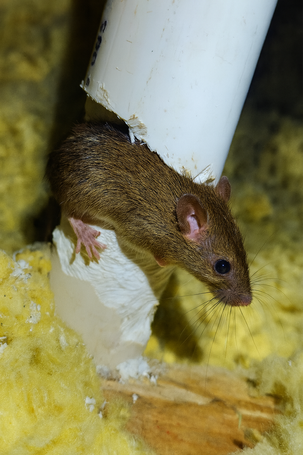 HAMPTON ROADS BRACES FOR INCREASED RODENT ACTIVITY THIS FALL AND WINTER
