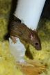 HAMPTON ROADS BRACES FOR INCREASED RODENT ACTIVITY THIS FALL AND WINTER
