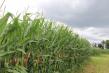 NutriHarvest® Organic Fertilizers Deliver Yield Gains and Stronger Plant Growth in Corn