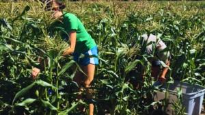 The new dual action NutriHarvest® Organic Fertilizers have been rigorously tested and proven to boost corn crop yields