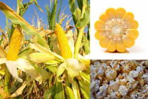 The new dual action NutriHarvest® Organic Fertilizers have been rigorously tested and proven to boost corn crop yields
