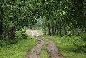 Satpura National Park – Walking Safari
