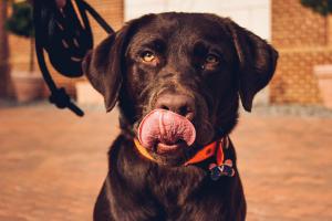 Close-up of a black Labrador wearing an orange collar, licking its nose while on leash outdoors.