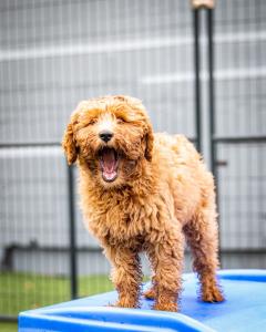 Curly-haired tan dog standing on a blue training platform with mouth open in an outdoor fenced area.