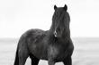 Photographer Maria Marriott Unveils Two New Additions to Her Wild Horse Spirit Series: Ember and Unbroken