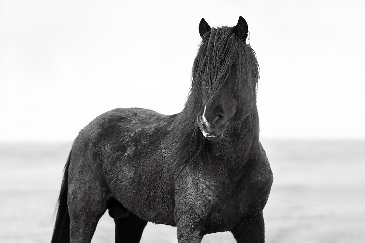 Photographer Maria Marriott Unveils Two New Additions to Her Wild Horse Spirit Series: Ember and Unbroken