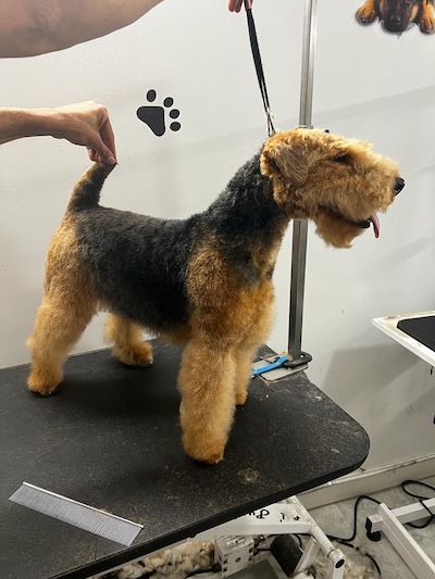 Brooklyn Pet Spa Educates Brooklyn Dog Owners on the Health Benefits of Professional Dog Grooming