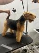 Brooklyn Pet Spa Educates Brooklyn Dog Owners on the Health Benefits of Professional Dog Grooming