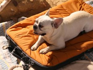 лежанки для собак