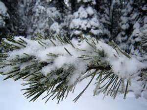 North Lake Tahoe Real Estate Market Shows Resilience and Balanced Growth in 2025