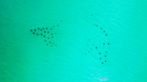 Dolphin Reef in Miramar Beach