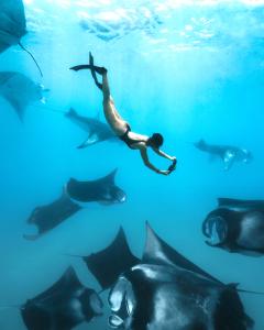 The Standard, Huruvalhi Maldives - Manta Ray