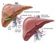 Liver Transplantation Market to Reach US$ 3,010.1 Mn by 2032 at 6.8% CAGR | Persistence Market Research