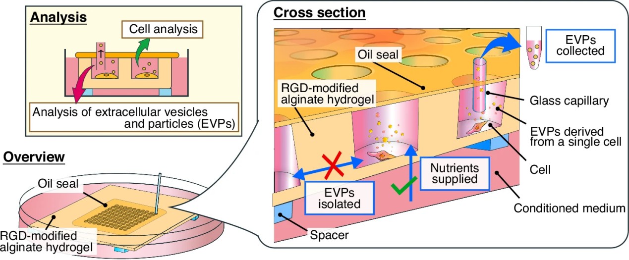 How individual cells reveal their hidden messages