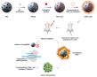 Nanoparticle-Mediated Photodynamic Therapy Takes on Triple-negative Breast Cancer