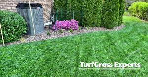 Healthy, green trees and shrubs treated by TGE against a light brown brick house