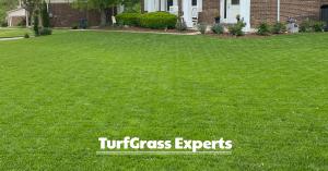 A lush, full, green lawn with no weeds or brown spots from fertilizer and weed treatment by TGE
