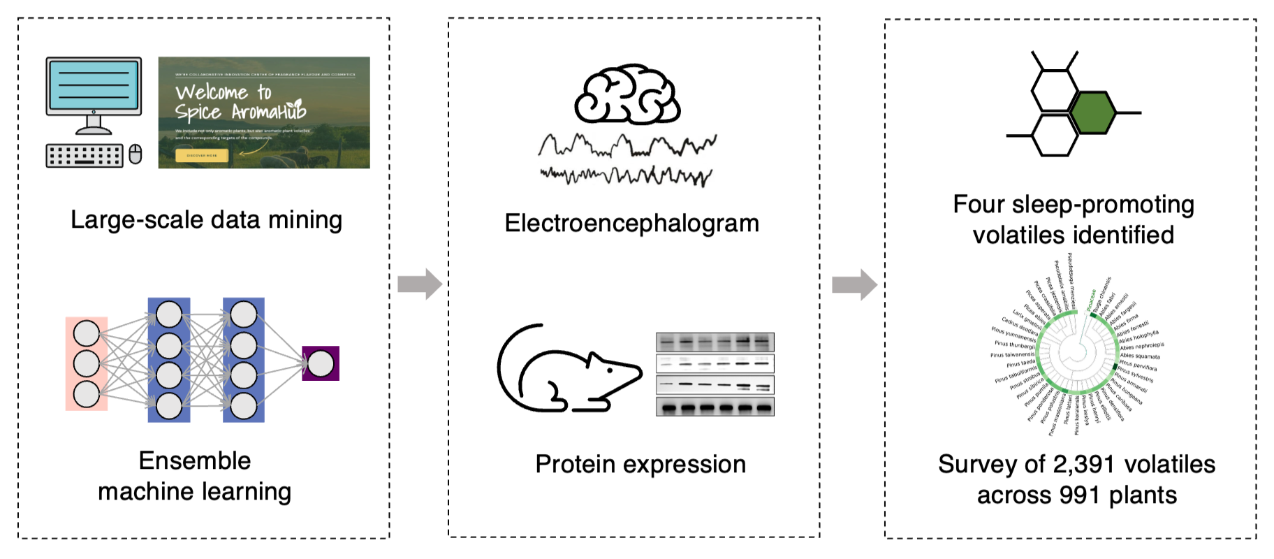 AI Maps Sleep-Promoting Effects of Nearly 1,000 Aromatic Plants