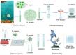 New microfluidic design boosts efficient sorting of antioxidant-rich microalgae