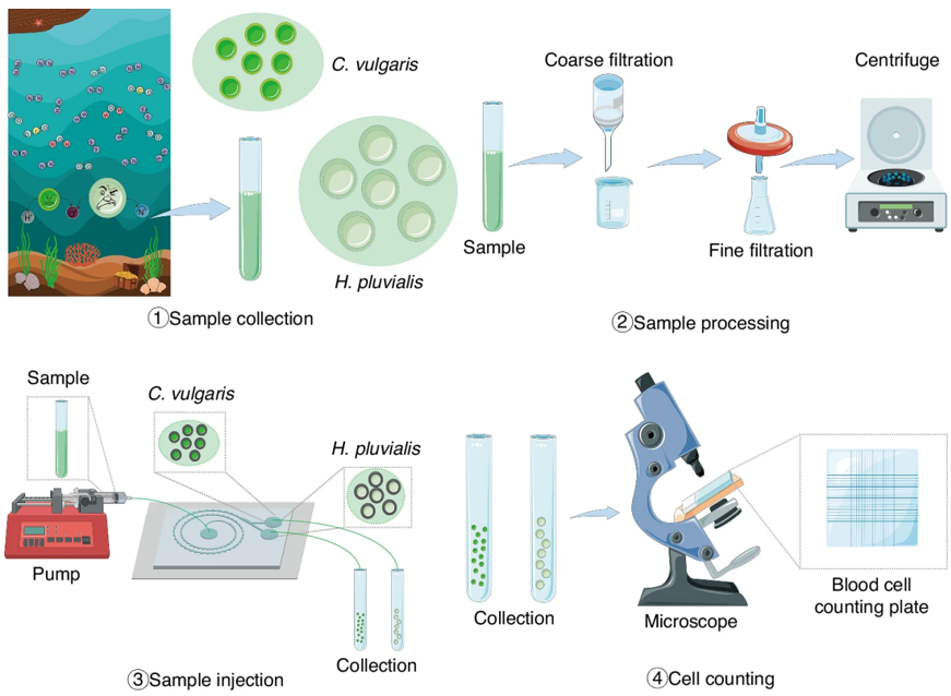 New microfluidic design boosts efficient sorting of antioxidant-rich microalgae