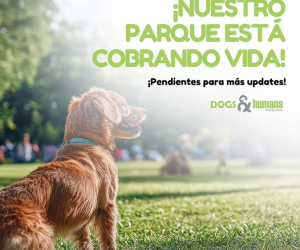 Dog in park announcing the opening of Dogs & Humans