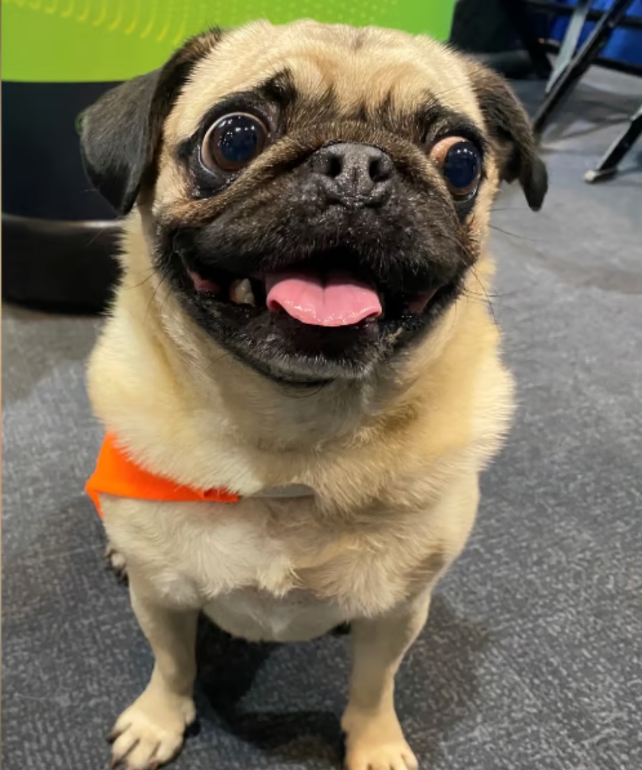 Cognisense Featured in Forbes on Emerging Risks to Online Certification Integrity