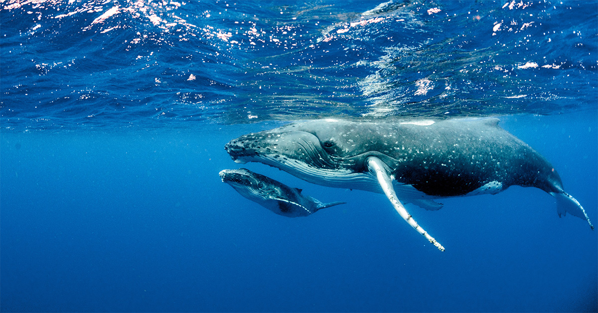 WhaleSpotter scales globally, delivering AI-powered, expert-verified whale detection to combat rising whale strike death