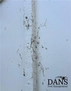 Spider infestation detected during a professional pest inspection at a home in Bakersfield, California.