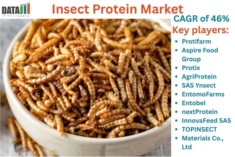 Insect Protein Market Set to Redefine the Future of Sustainable Nutrition 2026-2034 | DataM Intelligence