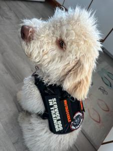 Dog Training