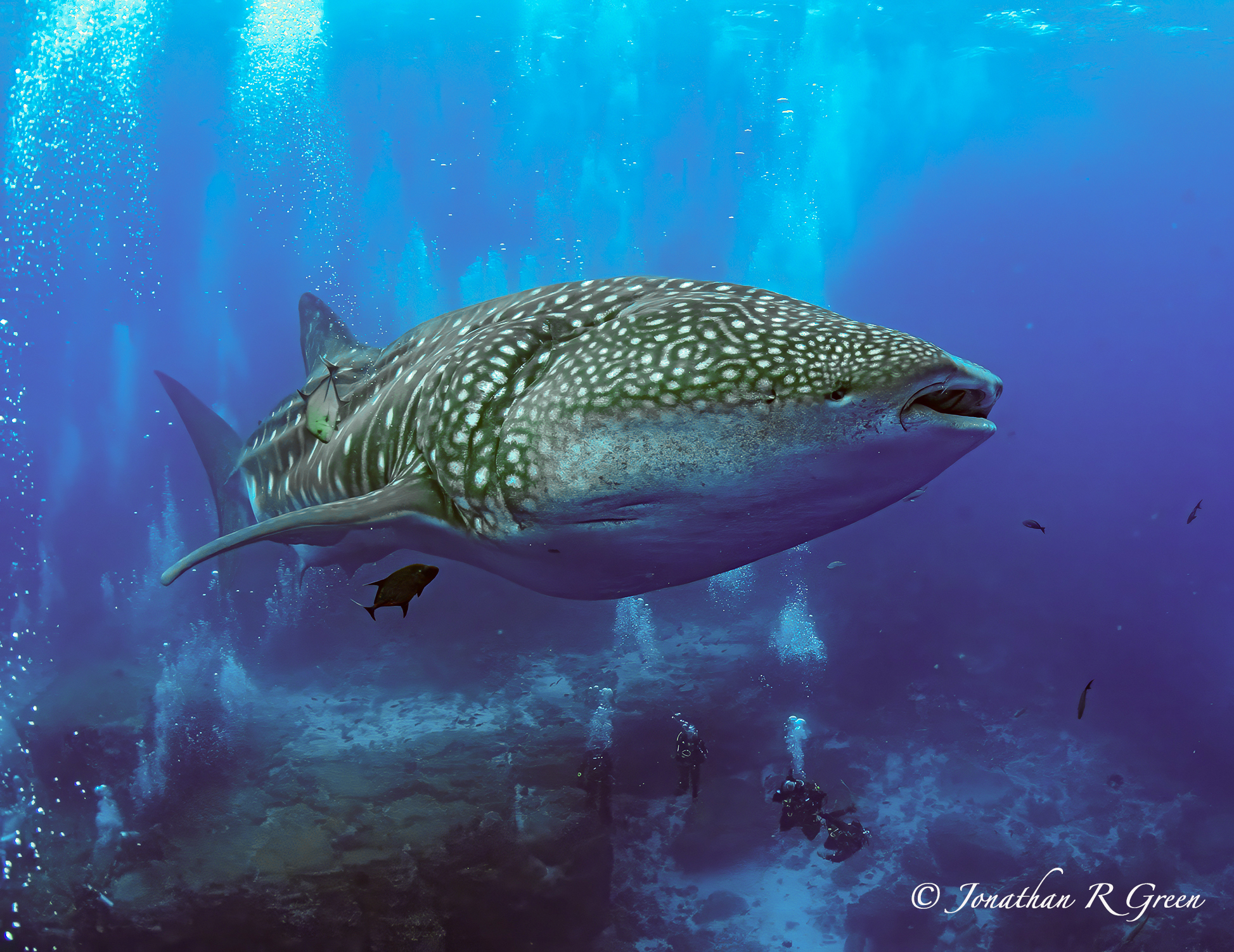 Galapagos Shark Diving Donates USD 31,500 to Shark Research & Launches ‘Name a Whale Shark 2025’ Initiative