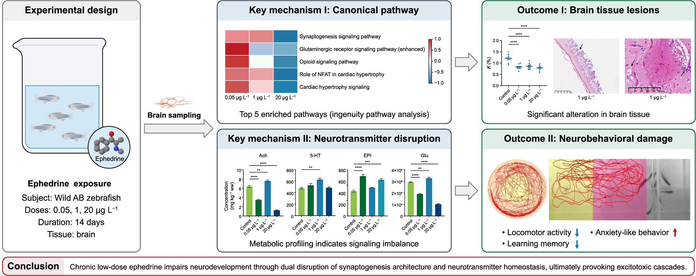 Common drug residues trigger synaptic damage in fish brains