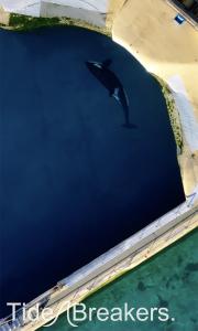 Drone footage shows one of two orca whales trapped in a closed marine park in Antibes, France.