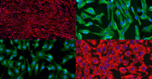 Figure 2 Primary Cells from Cloud-Clone