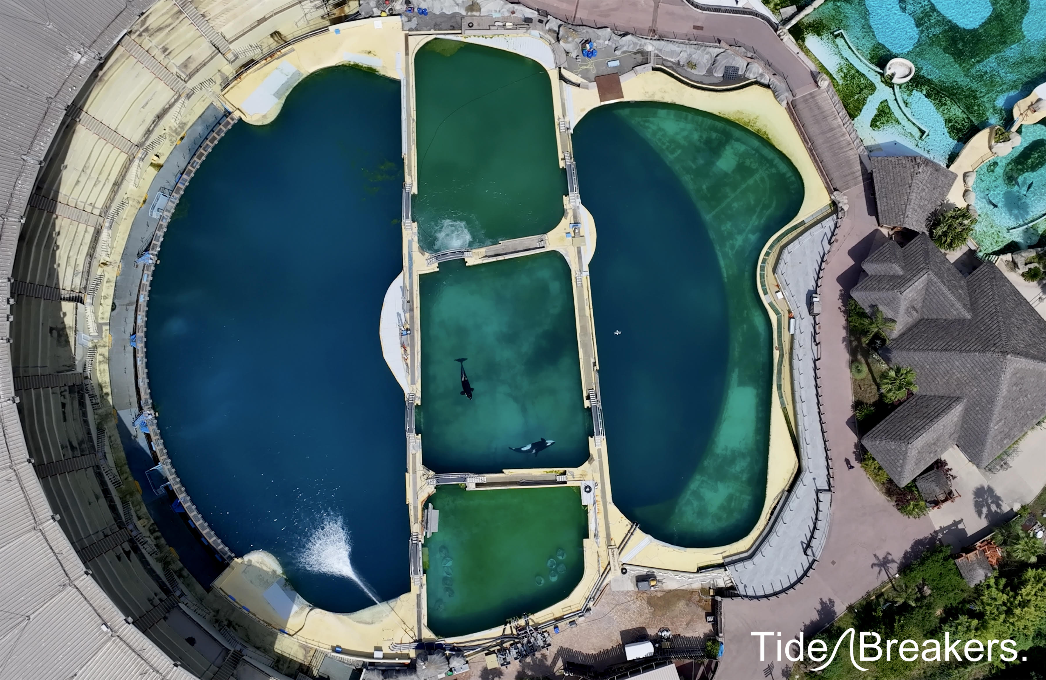 TideBreakers Urges France and Spain to Approve Emergency Transfer for Captive Killer Whales Wikie and Keijo