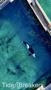 Des images de drone montrent une des orques piégées au Marineland d’Antibes.